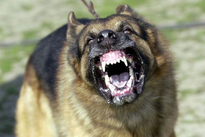 В Адамовском районе собаки нападают на людей
